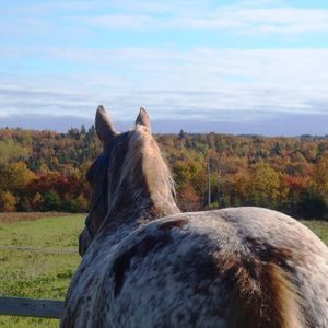 Meet your Posher, Diane
